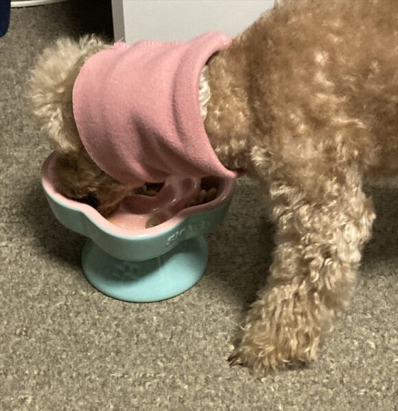 食事中アップ