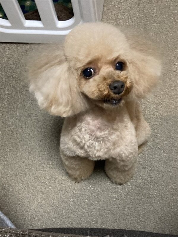 ニンッ